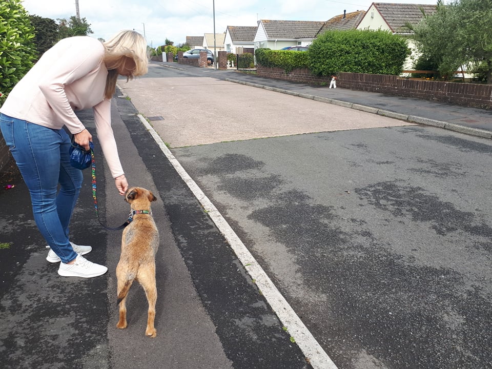 dog behaviour training
