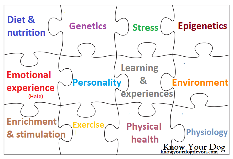 know your dog holistic behaviour