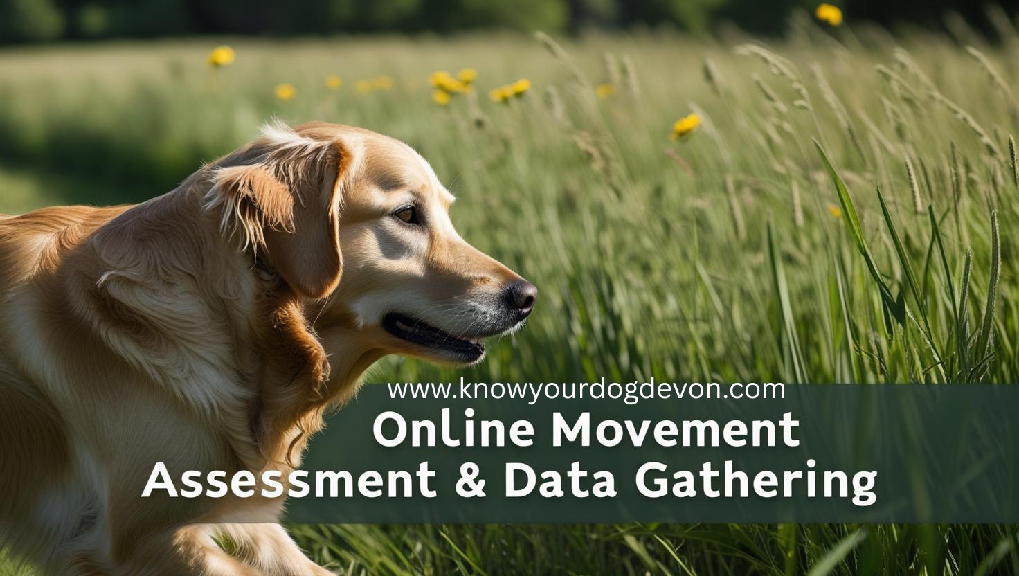 Online Movement Assessment & Data Gathering – Know Your Dog